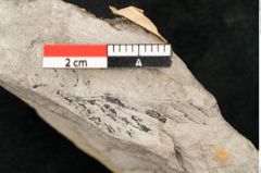 Foto (Detailansicht) von Lycopodites palaeoselaginella Ettingshausen (NHMW-GEO-2024-0188-10336)